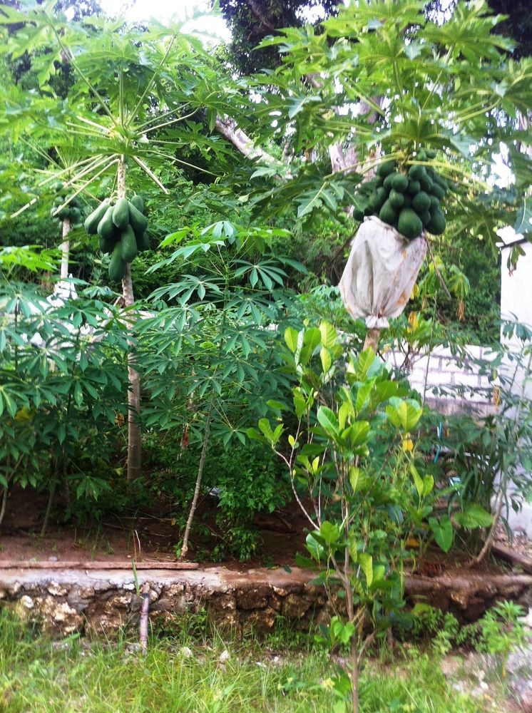 Villa Green House Ped Ngoại thất bức ảnh
