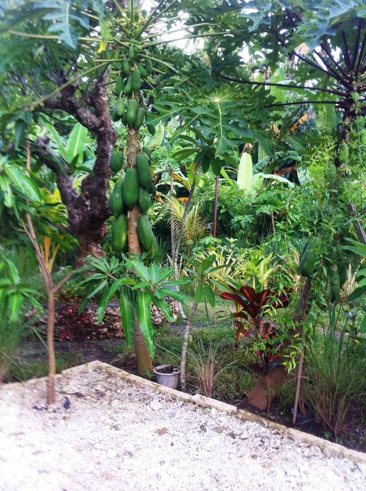 Villa Green House Ped Ngoại thất bức ảnh