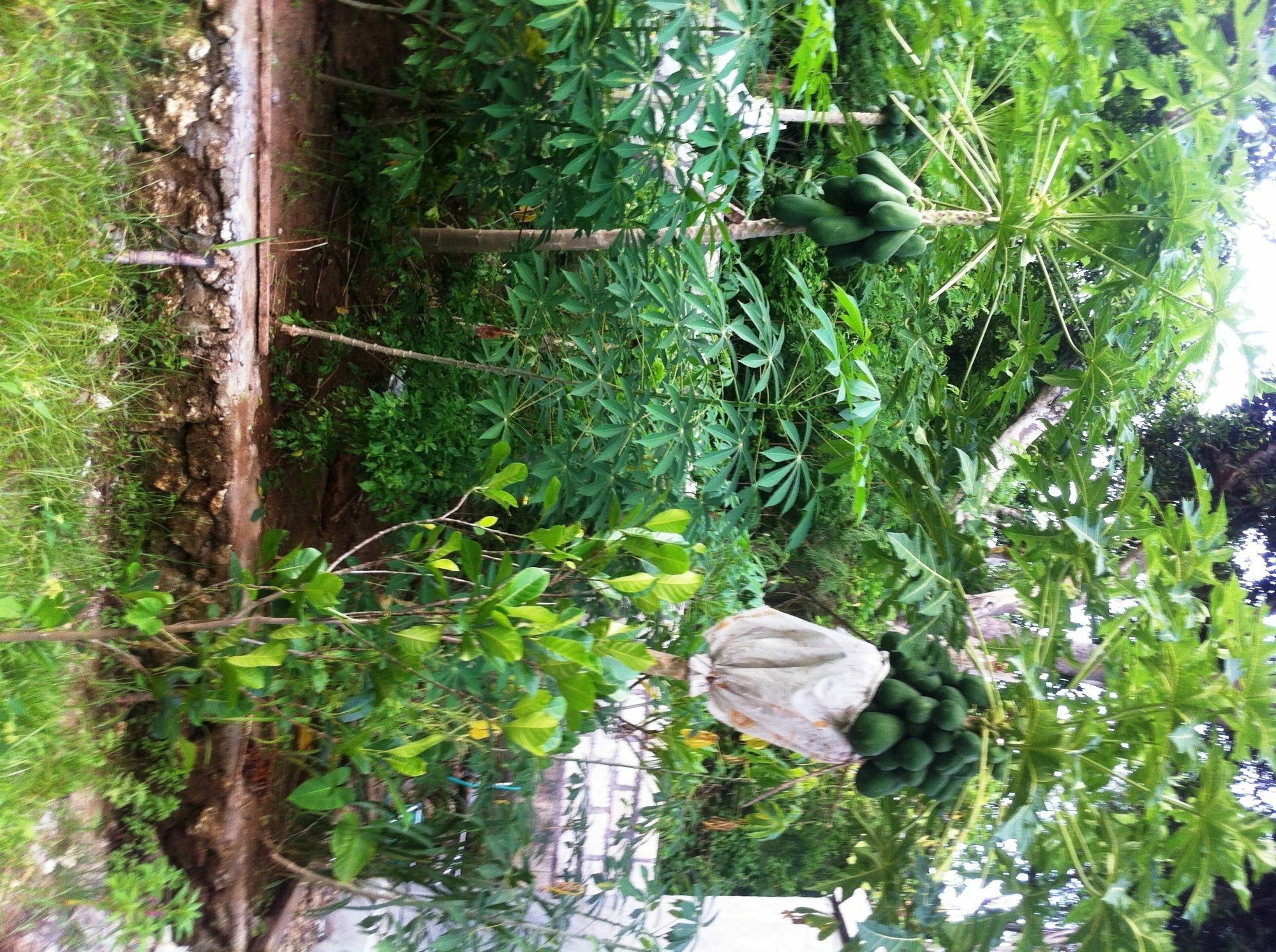 Villa Green House Ped Ngoại thất bức ảnh