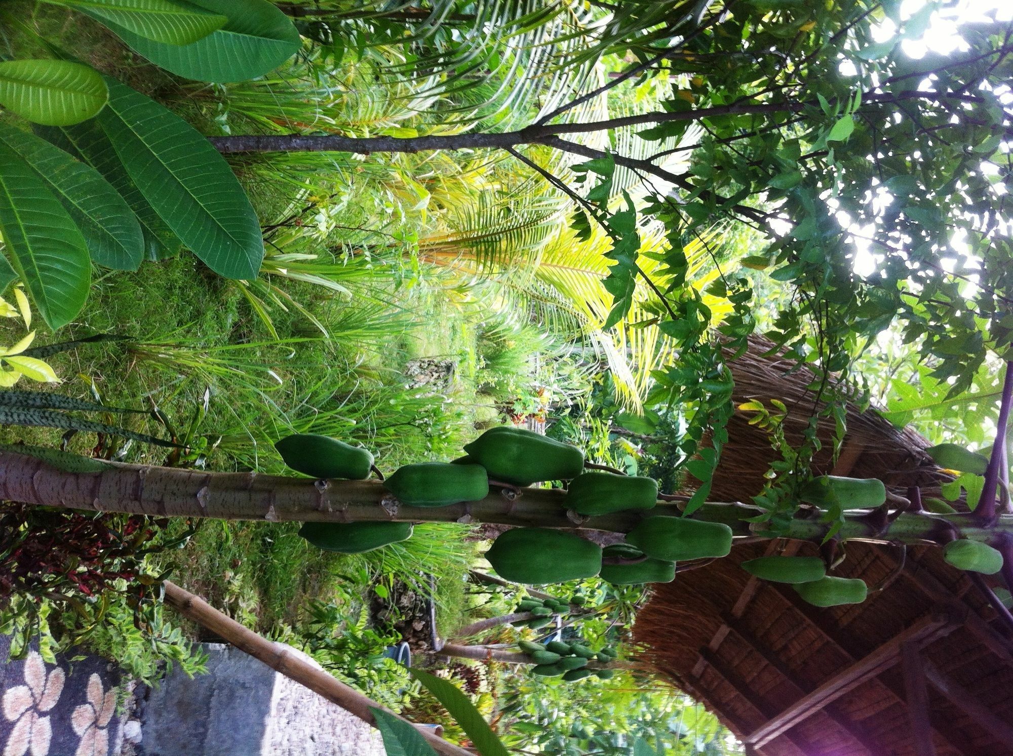 Villa Green House Ped Ngoại thất bức ảnh